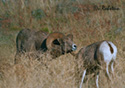 Ovis Canadensis